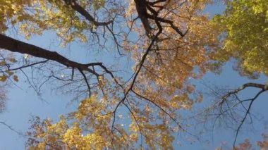 Ağaçlardan düşen sonbahar yaprakları