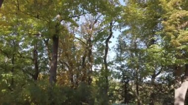 parkta ağaçları ile sonbahar manzara