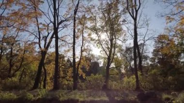 Sonbahar ağaçları ve yapraklar Parkta renkli yapraklarla.