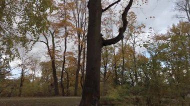  Avrasya kırmızı sincabı ağaca tırmanıp meşe palamudu yiyor.