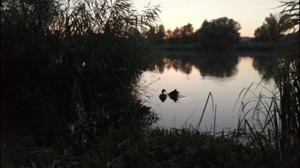 Patos Selvagens Flutuando Água Rio Danúbio Perto Regensburg Alemanha Europa — Vídeo de Stock
