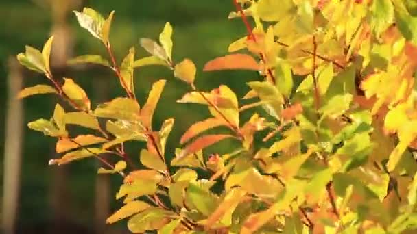 Podzimní Listí Stromy Detaily — Stock video