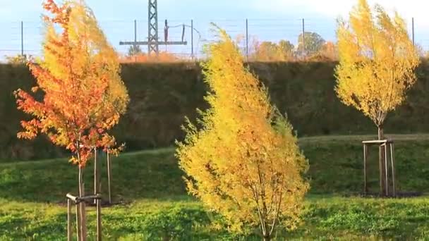 Herbstblätter Und Bäume Details — Stockvideo