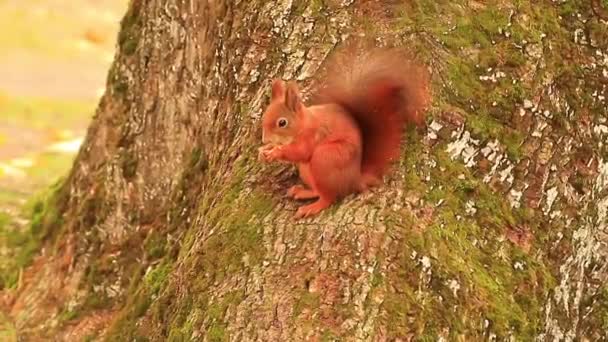 Portrait Eurasian Red Squirrel Climbing Tree Eating Acorn — Stock Video