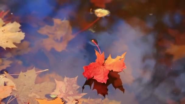 湖の水の中の多色の鮮やかな紅葉 — ストック動画