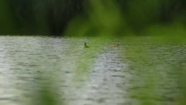 Gran Pájaro Cresta Flotando Río Danubio — Vídeo de stock