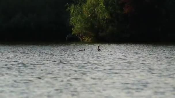 Great Jambul Burung Grebe Mengambang Sungai Danube — Stok Video