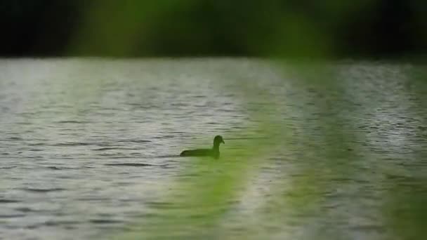 德国雷根斯堡 巴伐利亚 多瑙河上的野生鸟类 — 图库视频影像
