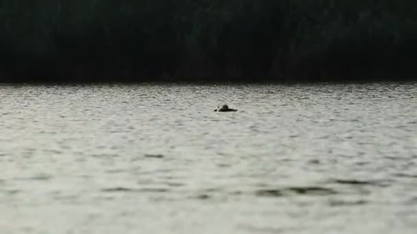 Grande Pássaro Gordo Crista Flutuando Rio Danúbio — Vídeo de Stock