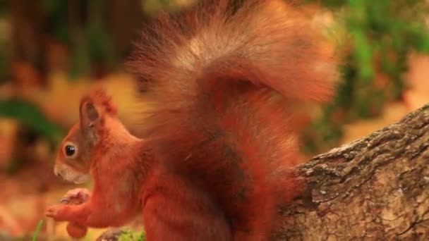 Πορτρέτο Του Ευρασιατικού Κόκκινου Σκίουρου Αναρρίχηση Στο Δέντρο Και Τρώει — Αρχείο Βίντεο