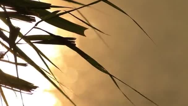 Grass Leaves Silhouette Sunset River — Stock Video