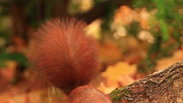Portrait Eurasian Red Squirrel Climbing Tree Eating Acorn — Stock Video
