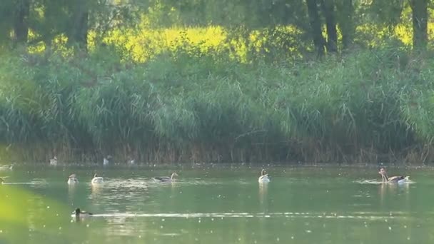 Wildenten Auf Dem See Nahe Der Donau Deutschland — Stockvideo