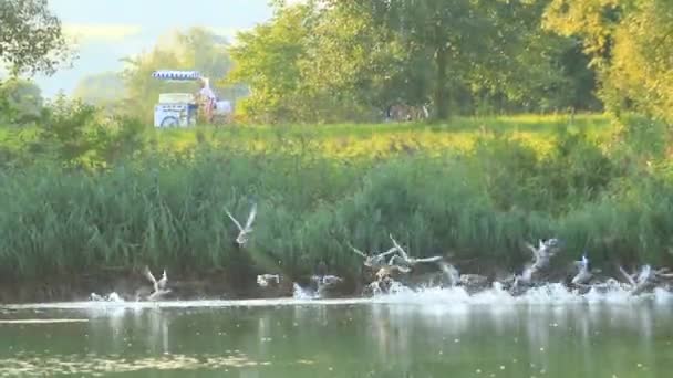 Regensburg Γερμανία Εκτροφή Αγριόχηνας Κοντά Στο Ρέμα Του Δούναβη — Αρχείο Βίντεο