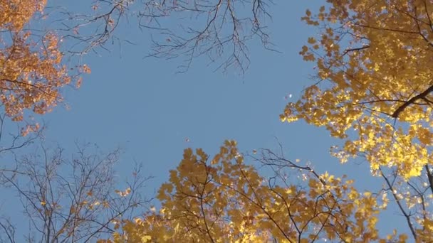 秋天树叶从树上掉下来 — 图库视频影像