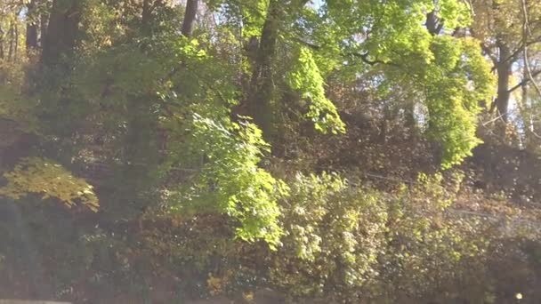 Осенние Листья Падают Деревьев — стоковое видео