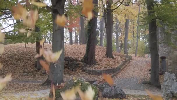 Folhas Outono Caindo Das Árvores — Vídeo de Stock