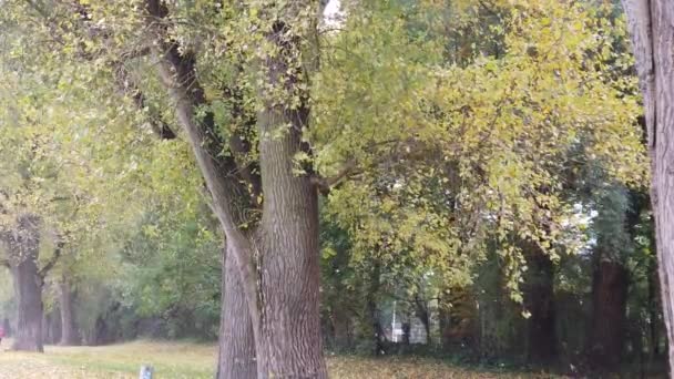 Folhas Outono Caindo Das Árvores — Vídeo de Stock