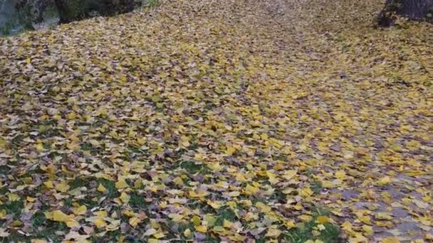 木から落ちる紅葉 — ストック動画