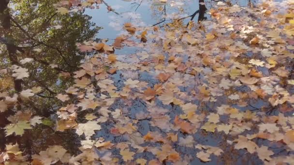 ドイツ レーゲンスブルク 10月紅葉が水面に浮かぶ — ストック動画