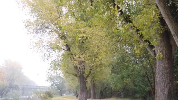 Ağaçlardan Düşen Sonbahar Yaprakları — Stok video