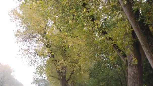 Осіннє Листя Падає Дерев — стокове відео