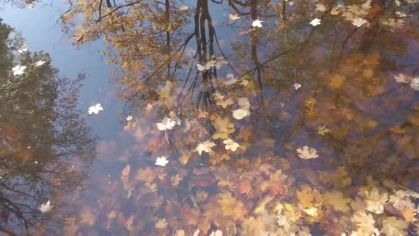 Regensburg Almanya Ekim Sonbahar Akçaağaç Yaprağı Suda Yüzüyor — Stok video