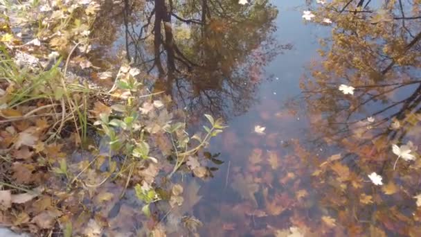 Regensburg Niemcy Jesienny Liść Klonu Października Pływający Wodzie — Wideo stockowe