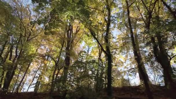 Осенний Пейзаж Деревьями Парке — стоковое видео