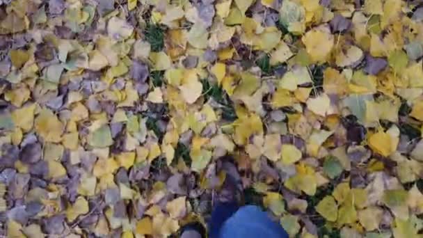公園の紅葉の上を歩くと — ストック動画