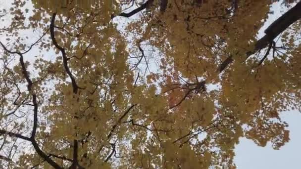 Осенние Деревья Листья Красочной Листвы Парке Вид Снизу Вверх — стоковое видео
