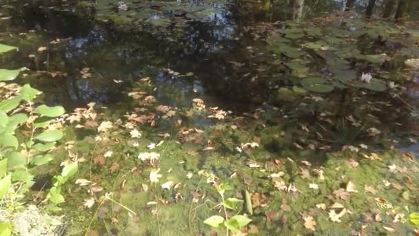 ドイツ レーゲンスブルク 10月紅葉が水面に浮かぶ — ストック動画