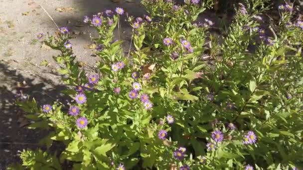Фіолетові Квіти Осінній Час — стокове відео