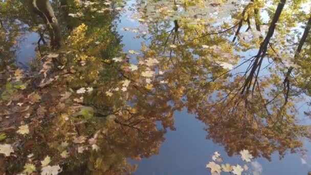 德国雷根斯堡 十月秋天枫叶飘浮在水面上 — 图库视频影像