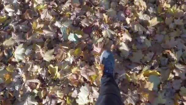 公園の紅葉の上を歩くと — ストック動画
