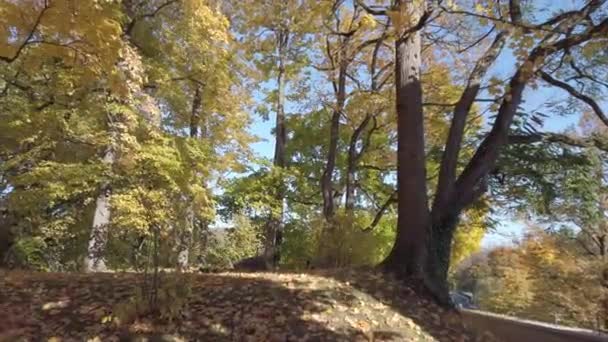 Φθινοπωρινά Φύλλα Πέφτουν Από Δέντρα — Αρχείο Βίντεο