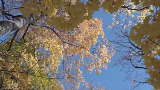 Herfstbladeren Die Van Bomen Vallen — Stockvideo