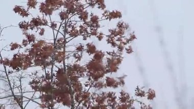 Kar ve rüzgar sonbahar yapraklarında ve ağaçlarda esiyor.