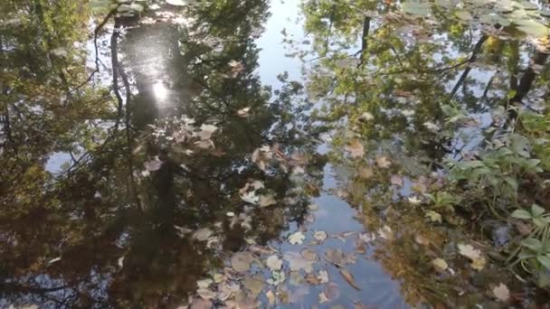 Регенсбург Германия Октябрьский Осенний Кленовый Лист Плавает Воде — стоковое видео