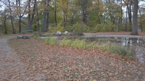 Ratisbona Baviera Alemania Una Garza Gris Cerca Estanque Parque — Vídeo de stock