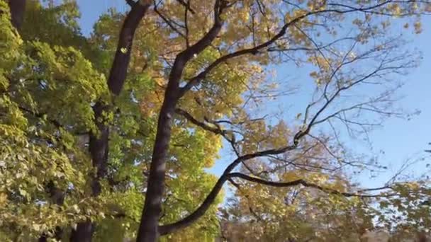 Φθινοπωρινά Φύλλα Πέφτουν Από Δέντρα — Αρχείο Βίντεο
