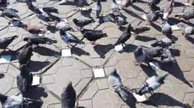 TIMISOARA, ROMANIA - 19 Nisan 2019: çocuklar şehir merkezinde güvercinlerle oynuyorlar