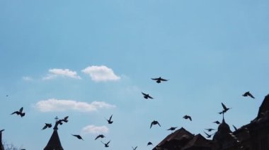 Mavi gökyüzünde uçan kuşların silueti. Yavaş çekim görüntüleri