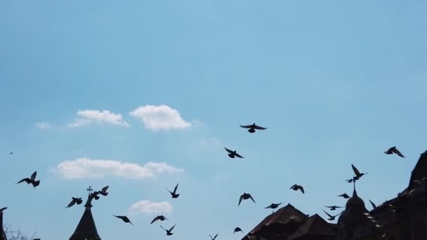 Silhueta Pássaros Voando Céu Azul Filmagem Câmara Lenta — Vídeo de Stock