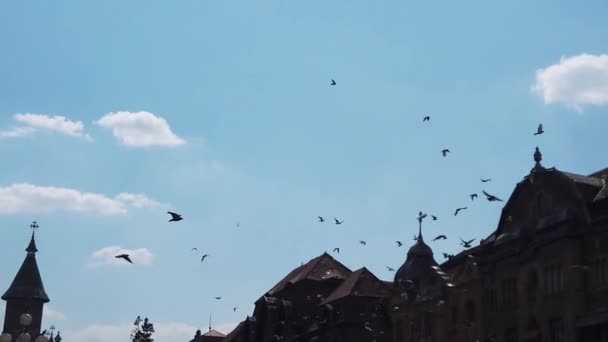Silhouet Van Vogels Vliegen Een Blauwe Lucht Slow Motion Beelden — Stockvideo
