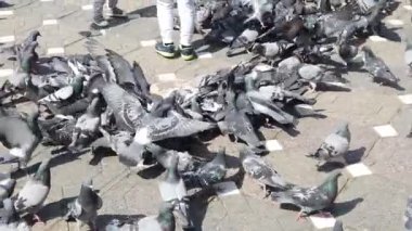 TIMISOARA, ROMANIA - 19 Nisan 2019: Zafer Meydanı, kaldırımdaki tahıllarla beslenen bir güvercin sürüsü. Çocuklar kuşlarla oynuyorlar. Yavaş çekim görüntüleri