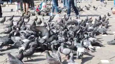 TIMISOARA, ROMANIA - 19 Nisan 2019: Zafer Meydanı, kaldırımdaki tahıllarla beslenen bir güvercin sürüsü. Çocuklar kuşlarla oynuyorlar. Yavaş çekim görüntüleri