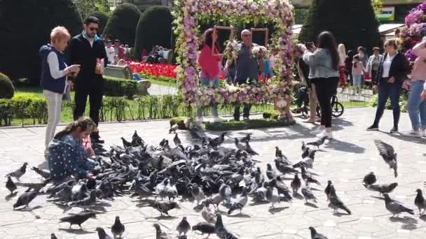 Timisoara Romania April 2019 Victory Square Flock Pigeons Feeding Grains — Stock Video