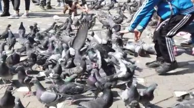 TIMISOARA, ROMANIA - 19 Nisan 2019: Zafer Meydanı, kaldırımdaki tahıllarla beslenen bir güvercin sürüsü. Çocuklar kuşlarla oynuyorlar. Yavaş çekim görüntüleri