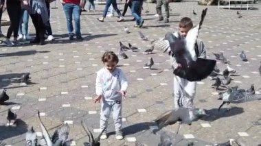 TIMISOARA, ROMANIA - 19 Nisan 2019: Zafer Meydanı, kaldırımdaki tahıllarla beslenen bir güvercin sürüsü. Çocuklar kuşlarla oynuyorlar. Yavaş çekim görüntüleri
